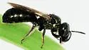 Ceratina calcarata - photo 3