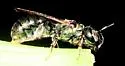 Ceratina calcarata - photo 4
