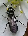 Ceratina calcarata - photo 5