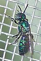 Ceratina cobaltina