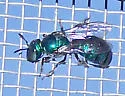 Ceratina cobaltina - photo 2