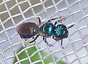 Ceratina cobaltina - photo 3