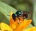 Ceratina cobaltina - photo 5