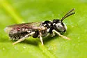 Ceratina cockerelli