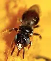 Ceratina cockerelli - photo 2