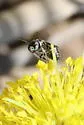 Ceratina cockerelli - photo 3