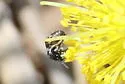 Ceratina cockerelli - photo 4