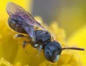 Ceratina cockerelli - photo 5