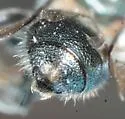Ceratina dupla