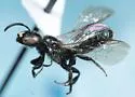 Ceratina dupla - photo 2