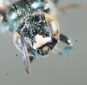Ceratina dupla - photo 3