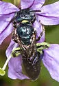 Ceratina floridana - photo 2