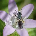 Ceratina floridana - photo 3