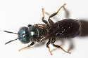 Ceratina floridana - photo 4
