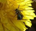 Ceratina mikmaqi - Ceratina mikmaqi