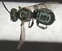 Ceratina mikmaqi - photo 2