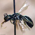 Ceratina mikmaqi - photo 5