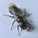 Ceratina nanula - Ceratina nanula