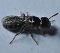 Ceratina nanula - photo 2