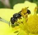 Ceratina strenua