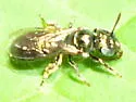 Ceratina strenua - photo 2