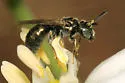 Ceratina strenua - photo 3