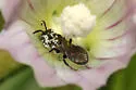 Ceratina strenua - photo 4