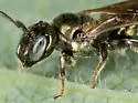 Ceratina strenua - photo 5