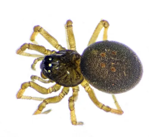 Ceratinella brevipes