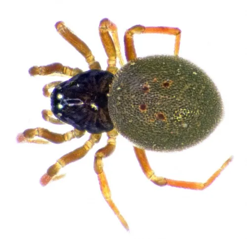 Ceratinella brevipes - photo 2