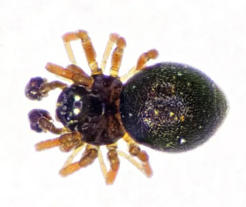 Ceratinella brevipes - photo 3