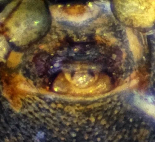 Ceratinella brevipes - photo 4
