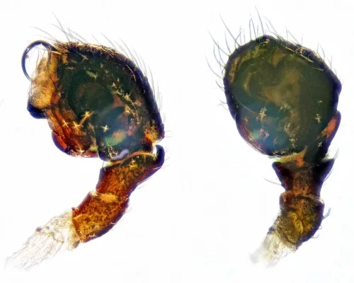 Ceratinella brevipes - photo 5