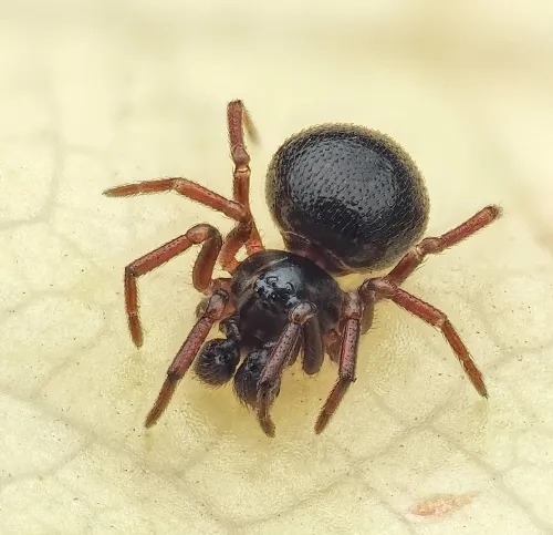 Ceratinella brevis