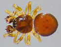 Ceratinella brunnea - photo 2
