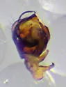 Ceratinella brunnea - photo 3