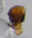 Ceratinella brunnea - photo 4
