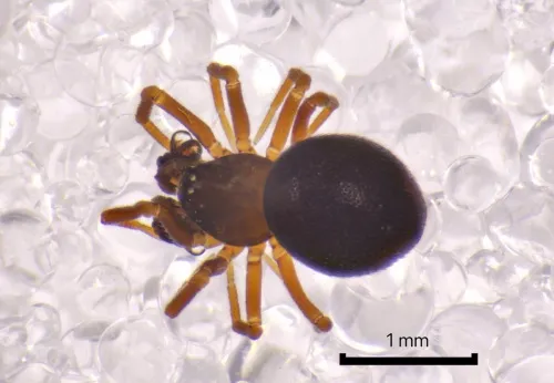 Ceratinella scabrosa