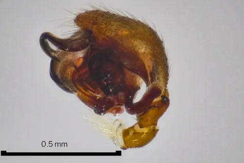 Ceratinella scabrosa - photo 2