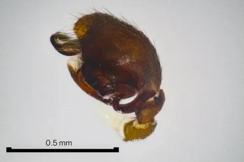 Ceratinella scabrosa - photo 3