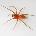 Ceratinopsidis formosa