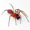 Ceratinopsidis formosa - photo 2