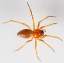 Ceratinopsidis formosa - photo 3