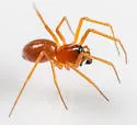 Ceratinopsidis formosa - photo 4