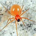 Ceratinopsis interpres