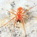 Ceratinopsis interpres - photo 2