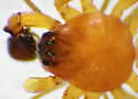Ceratinopsis interpres - photo 3