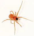 Ceratinopsis interpres - photo 4