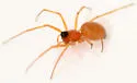 Ceratinopsis interpres - photo 5