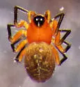 Ceratinopsis nigriceps